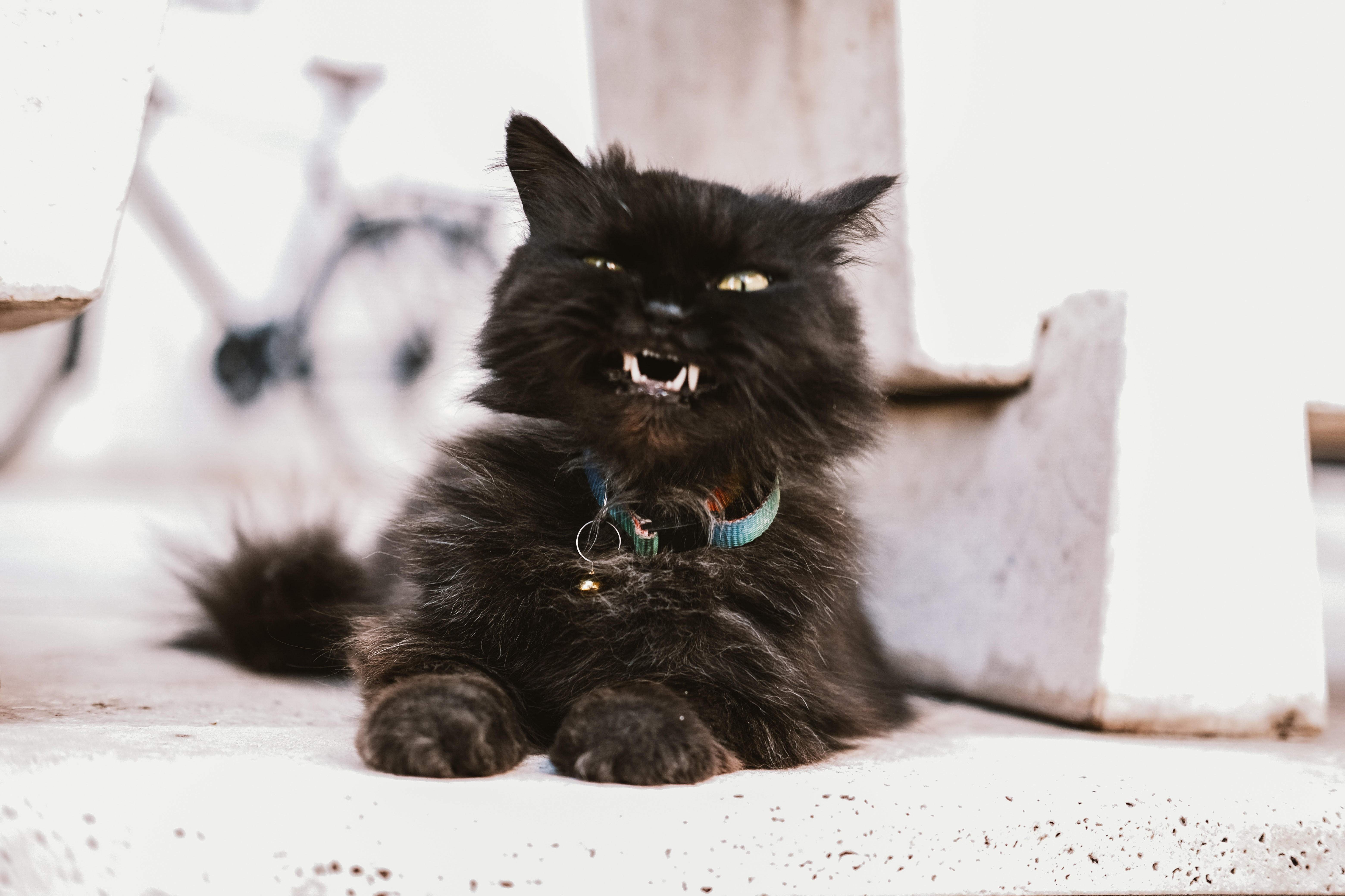 Eine von RxJS-Programmierung verwirrte Katze.